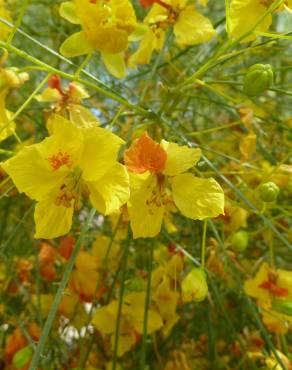 Fotografia 18 da espécie Parkinsonia aculeata no Jardim Botânico UTAD