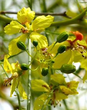 Fotografia 19 da espécie Parkinsonia aculeata no Jardim Botânico UTAD