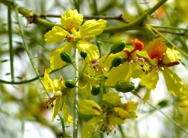 Fotografia da espécie Parkinsonia aculeata