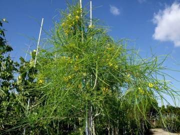 Fotografia da espécie Parkinsonia aculeata