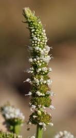 Fotografia da espécie Mentha suaveolens