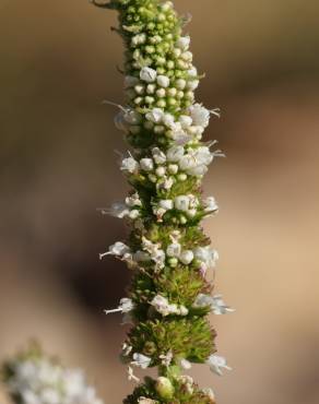 Fotografia 4 da espécie Mentha suaveolens no Jardim Botânico UTAD