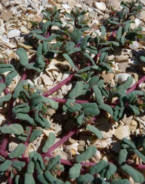 Fotografia 8 da espécie Euphorbia peplis no Jardim Botânico UTAD