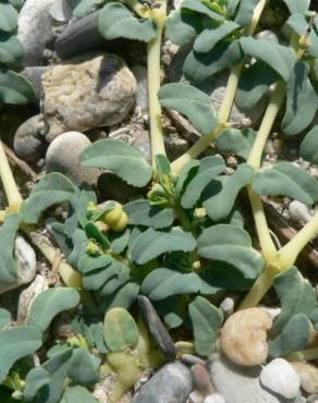Fotografia 9 da espécie Euphorbia peplis no Jardim Botânico UTAD