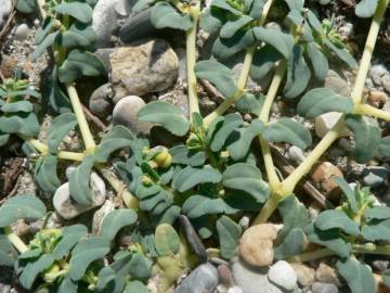 Fotografia da espécie Euphorbia peplis