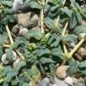 Fotografia 9 da espécie Euphorbia peplis do Jardim Botânico UTAD