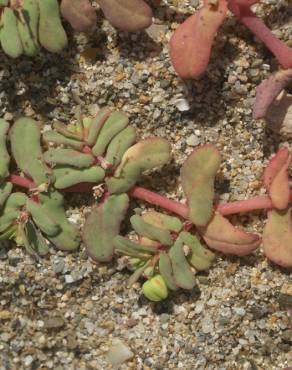 Fotografia 10 da espécie Euphorbia peplis no Jardim Botânico UTAD