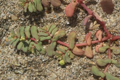 Fotografia da espécie Euphorbia peplis