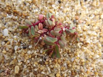 Fotografia da espécie Euphorbia peplis