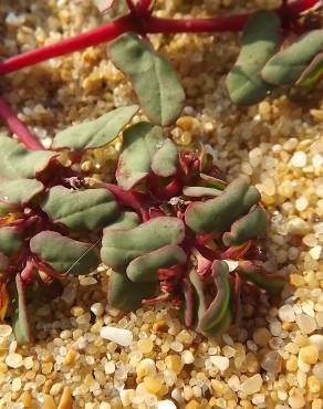 Fotografia 13 da espécie Euphorbia peplis no Jardim Botânico UTAD