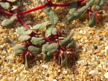 Fotografia da espécie Euphorbia peplis