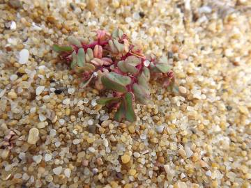 Fotografia da espécie Euphorbia peplis