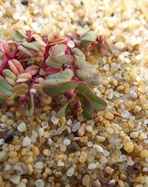 Fotografia 15 da espécie Euphorbia peplis no Jardim Botânico UTAD