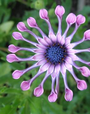 Fotografia 5 da espécie Dimorphotheca fruticosa no Jardim Botânico UTAD