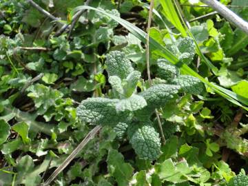 Fotografia da espécie Mentha suaveolens