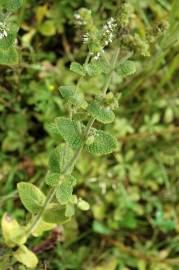 Fotografia da espécie Mentha suaveolens