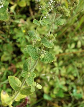 Fotografia 6 da espécie Mentha suaveolens no Jardim Botânico UTAD