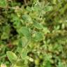 Fotografia 6 da espécie Mentha suaveolens do Jardim Botânico UTAD