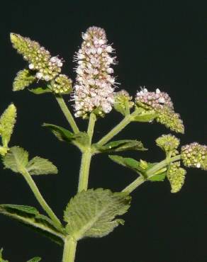 Fotografia 8 da espécie Mentha suaveolens no Jardim Botânico UTAD