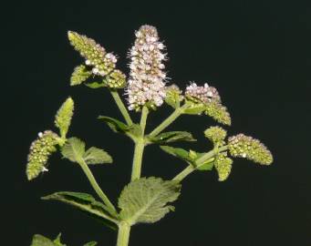 Fotografia da espécie Mentha suaveolens