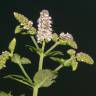 Fotografia 8 da espécie Mentha suaveolens do Jardim Botânico UTAD