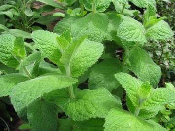 Fotografia da espécie Mentha suaveolens