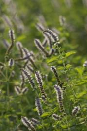 Fotografia da espécie Mentha suaveolens