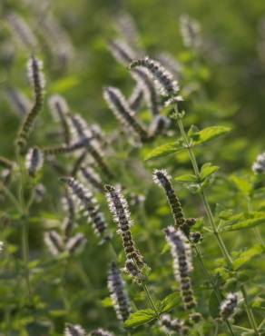 Fotografia 10 da espécie Mentha suaveolens no Jardim Botânico UTAD