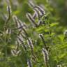 Fotografia 10 da espécie Mentha suaveolens do Jardim Botânico UTAD