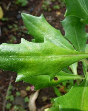 Fotografia 8 da espécie Dimorphotheca fruticosa no Jardim Botânico UTAD