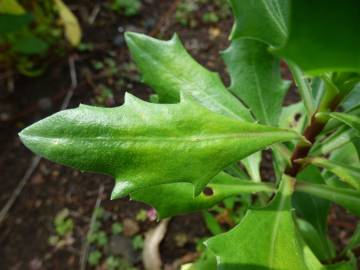 Fotografia da espécie Dimorphotheca fruticosa