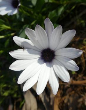 Fotografia 9 da espécie Dimorphotheca fruticosa no Jardim Botânico UTAD