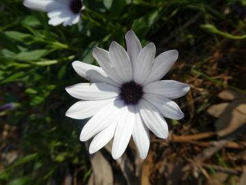 Fotografia da espécie Dimorphotheca fruticosa