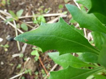 Fotografia da espécie Dimorphotheca fruticosa