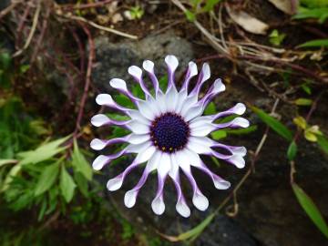 Fotografia da espécie Dimorphotheca fruticosa