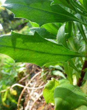 Fotografia 12 da espécie Dimorphotheca fruticosa no Jardim Botânico UTAD