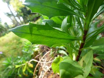 Fotografia da espécie Dimorphotheca fruticosa