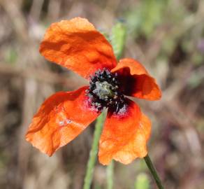 Fotografia da espécie Papaver argemone