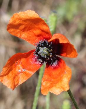 Fotografia 6 da espécie Papaver argemone no Jardim Botânico UTAD