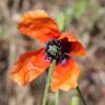 Fotografia 6 da espécie Papaver argemone do Jardim Botânico UTAD