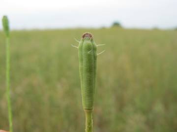 Fotografia da espécie Papaver argemone