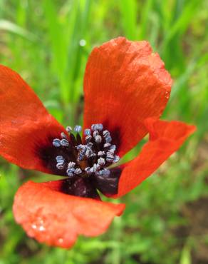 Fotografia 1 da espécie Papaver argemone no Jardim Botânico UTAD