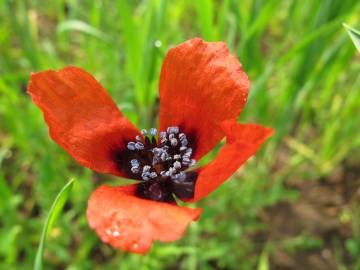 Fotografia da espécie Papaver argemone