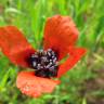 Fotografia 1 da espécie Papaver argemone do Jardim Botânico UTAD