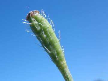 Fotografia da espécie Papaver argemone