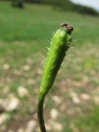 Fotografia da espécie Papaver argemone