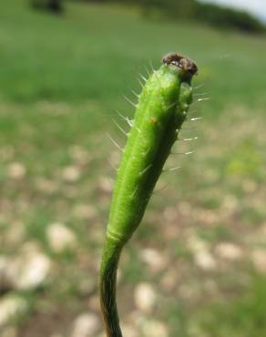 Fotografia 9 da espécie Papaver argemone no Jardim Botânico UTAD