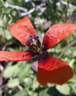 Fotografia 10 da espécie Papaver argemone no Jardim Botânico UTAD