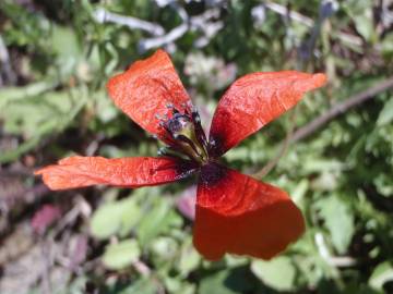 Fotografia da espécie Papaver argemone