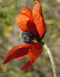 Fotografia da espécie Papaver argemone